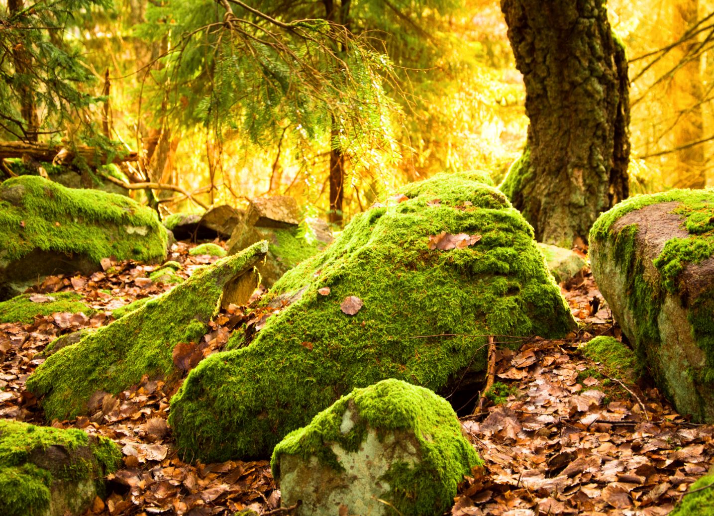Hawkhill metsä forest